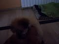 me abandonaron me abandonaron