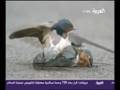 videos de Les oiseaux, quelle tendresse !