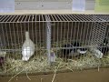 Dierengeluiden Dierengeluiden