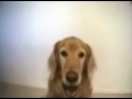 Click here to watch this video Over smart dog :)