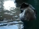 Sea otter