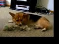Blue ? Pembroke Welsh Corgi