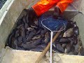 Kalastaja Ben Henriksson kokee rys�� Ahvenkoskenlahdella