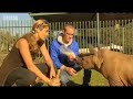 Animal rescue - abandoned baby white rhinos - BBC wildlife Animal rescue - abandoned baby white rhinos - BBC wildlife
