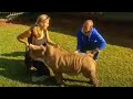 Animal rescue - abandoned baby white rhinos - BBC wildlife