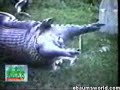 Snake eats a hippo Snake eats a hippo