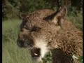 Leopards, Cougars, and Jaguars Mix video.