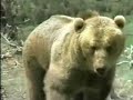 Leopards, Cougars, and Jaguars Mix video. Leopards, Cougars, and Jaguars Mix video.