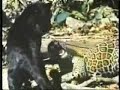 Leopards, Cougars, and Jaguars Mix video.