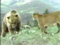 Leopards, Cougars, and Jaguars Mix video.