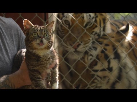 Cats Save Tigers – Starring Lil BUB and friends