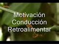 hormigas-rojas-increble-trabajo-en-equipo.html