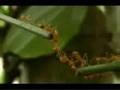 Hormigas Rojas - Increíble Trabajo en Equipo/Red Ant - Team Working