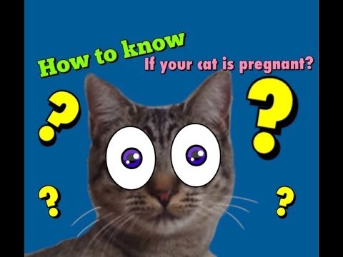 how to tell if your cat is pregnant