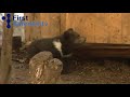 Bear cubs playing