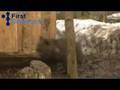 Bear cubs playing