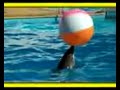 delfiny