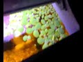 Aquario de 60L, plantado, para mais tarde trocar todos os peixes por um casal de microgeophagus ramirezis... 
