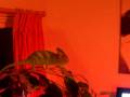 videos de Veiled chameleon Englebert 1