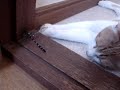 likes to hunt outdoors  (=^..^=)