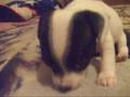 Puppies for Sale in LA, CA