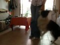Nik� - dog dancing 2.