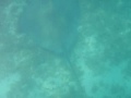 Key West snorkeling 3