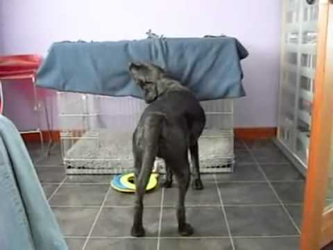 See video