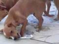 ♥Puppies remove the carpet