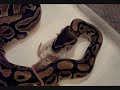 snake feeding day yea