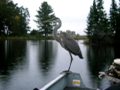 Walleye fed to a very hungry Blue Heron