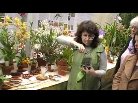 how to transplant ice orchids