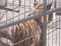 Tigers 3 Tigers 3