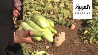 صباح العربية | نساء دير بلوط حارسات سهله الأخضر