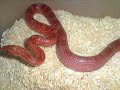 Stiller-Reptilien Stiller-Reptilien