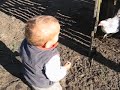 Zalan a baromfiudvarban