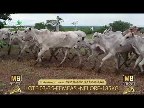 526� LEIL�O VIRTUAL MB LEIL�ES