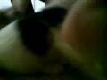 videos de blacky jugando con el tigre