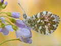 Flores   maravilla de la natura