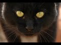Gato Negro Version Electronica