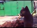Lizard Bites Cat