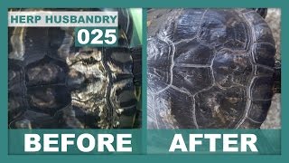 How to Easily Fix Shell Rot in Turtles
