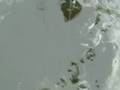 videos de Carcass Lake Slabs