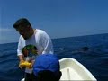 Whale Shark Snorkeling near Isla Mujeres Mexico - 2004