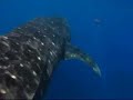 Whale Shark Snorkeling near Isla Mujeres Mexico - 2004
