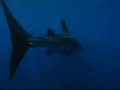 Whale Shark Snorkeling near Isla Mujeres Mexico - 2004