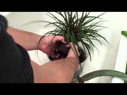 how to fertilize tillandsia