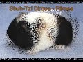 Ninhada Shuh-Tzi Cavia Ninhada Shuh-Tzi Cavia