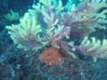 videos de Isole Medes L'Estartit Immersioni