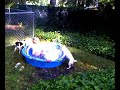 my dog doing a backflip (jeter is his name)